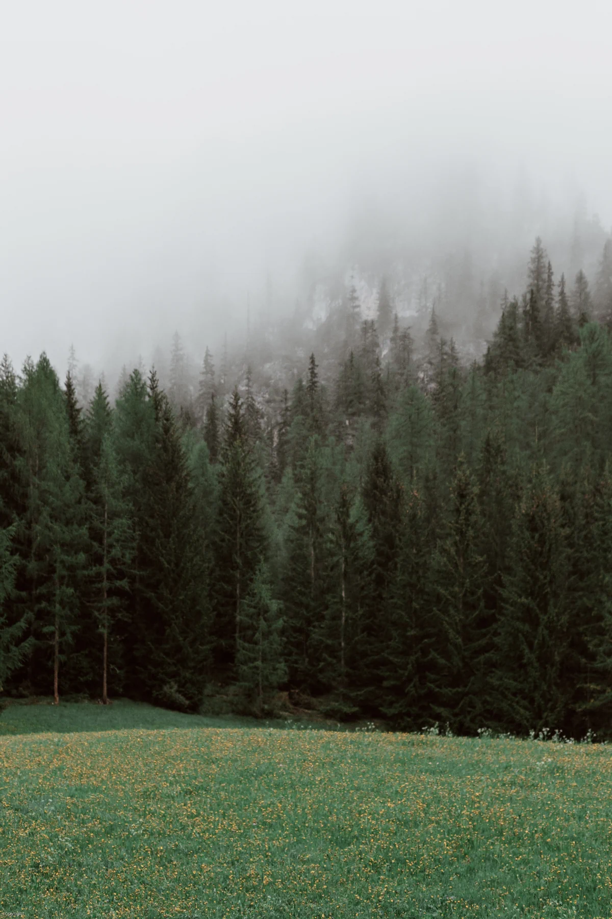 Evergreen trees in forest on misty day