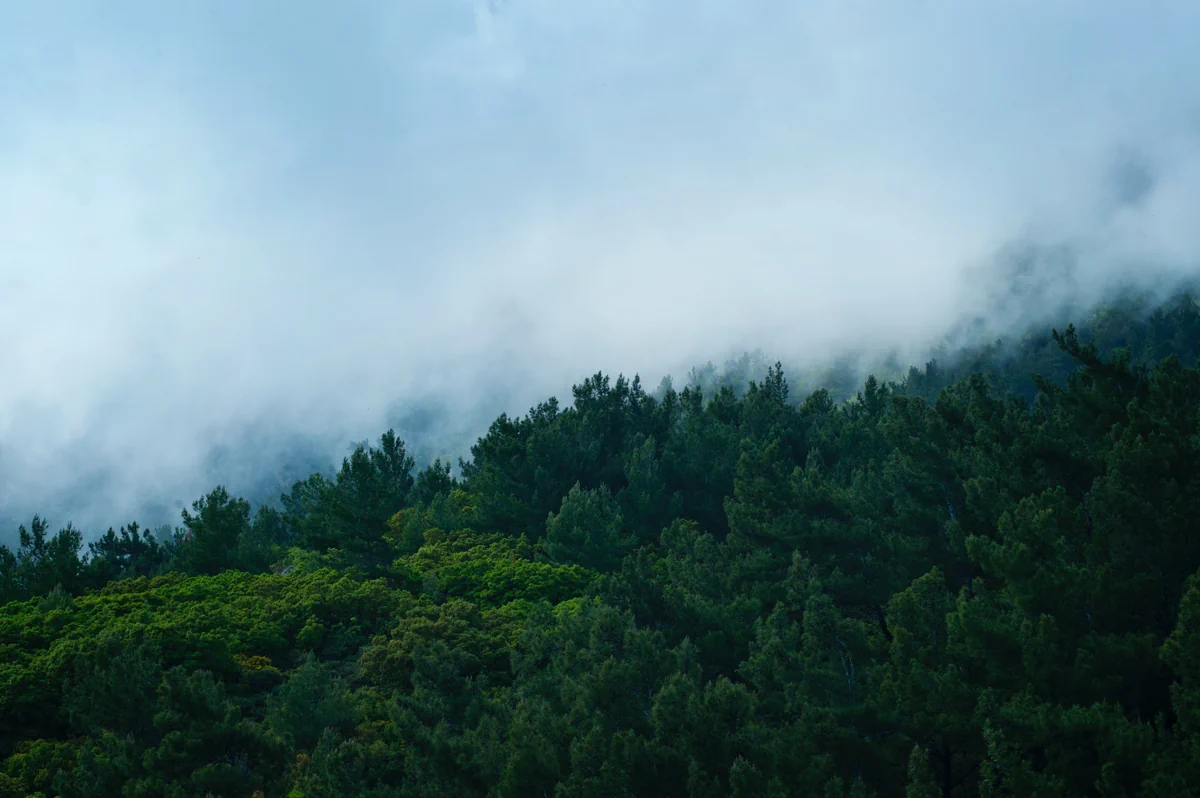 Scenic View of Trees Surrounded by Fog