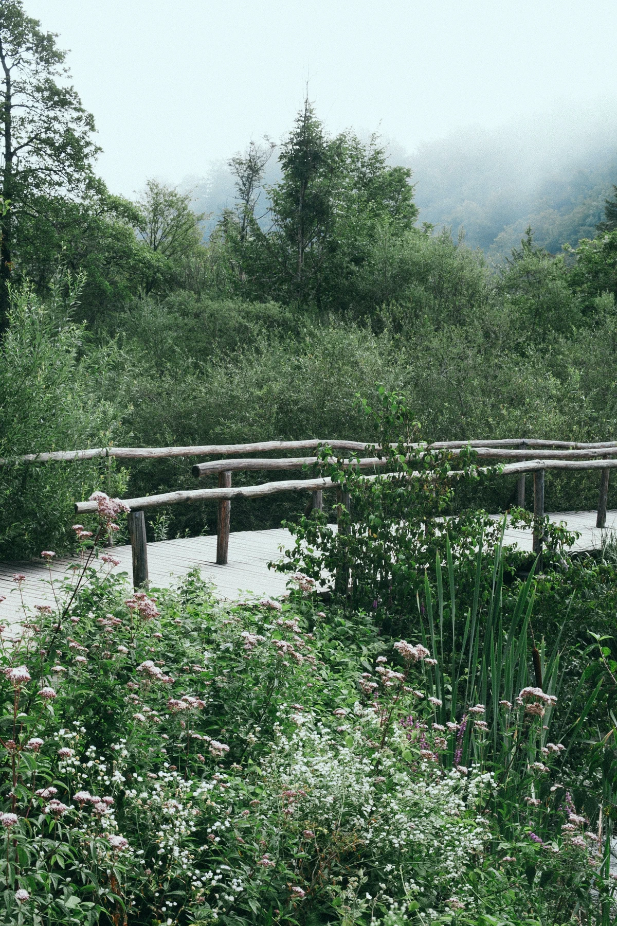 Wooden footbridge in lush green nature