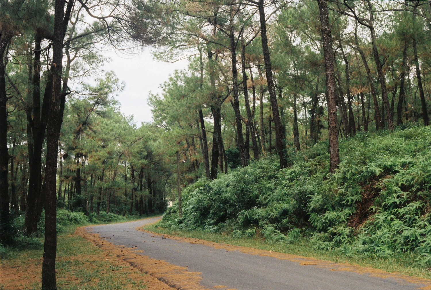 Paved path through woods